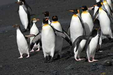 Fototapeta premium Group of king penguins