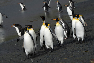 Obraz premium Group of king penguins