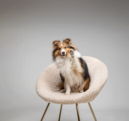 Shetland sheepdog breed on chair on gray background in studio. Sheltie dog. Pet training, cute dog,...