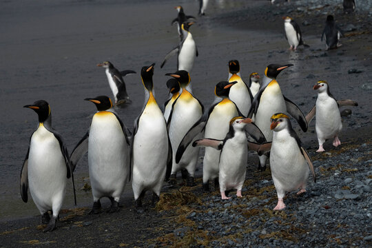 Group of ging penguins