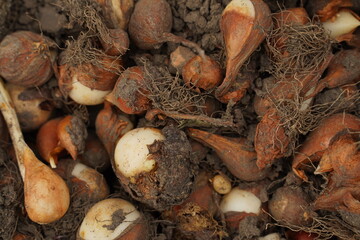 Group of tulip bulbs for sale at flowers market. Tulip bulbs background.