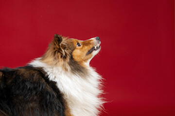 Shetland sheepdog barking on red background in studio. Sheltie dog. Pet training, smart dog