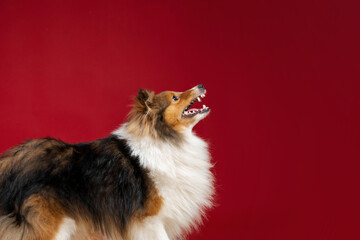 Shetland sheepdog barking on red background in studio. Sheltie dog. Pet training, smart dog