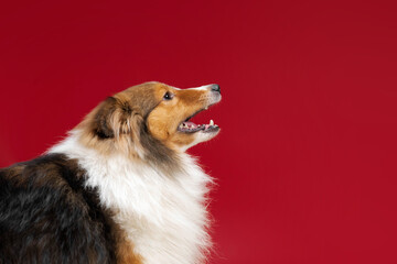 Shetland sheepdog barking on red background in studio. Sheltie dog. Pet training, smart dog