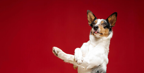 Border collie dog breed on red background. Pet training, cute dog, smart dog. Funny dog