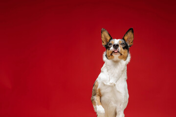 Border collie dog breed on red background. Pet training, cute dog, smart dog. Funny dog