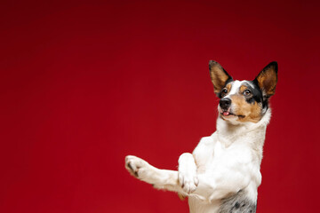 Border collie dog breed on red background. Pet training, cute dog, smart dog. Funny dog