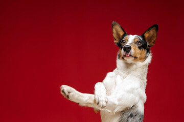 Border collie dog breed on red background. Pet training, cute dog, smart dog. Funny dog
