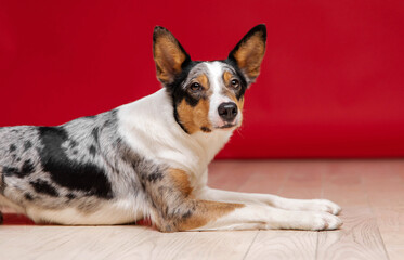 Border collie dog breed on red background. Pet training, cute dog, smart dog. Funny dog