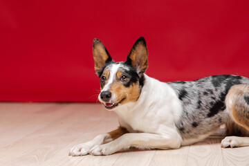 Border collie dog breed on red background. Pet training, cute dog, smart dog. Funny dog