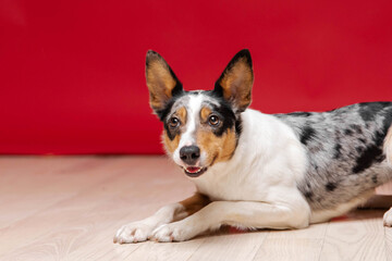 Border collie dog breed on red background. Pet training, cute dog, smart dog. Funny dog