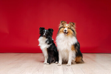 Two Shetland sheepdog breed on red background in studio. Sheltie dog. Pet training, cute dog, smart...