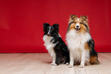 Two Shetland sheepdog breed on red background in studio. Sheltie dog. Pet training, cute dog, smart...
