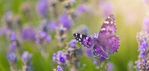 Wild beautiful butterfly on fresh flowers