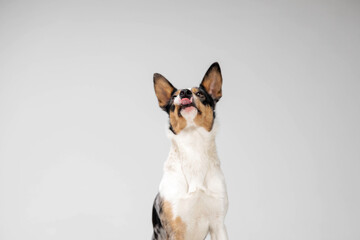 Border collie dog breed on white background in studi. Pet training, cute dog, smart dog