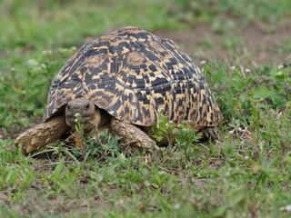Leopard tortoise