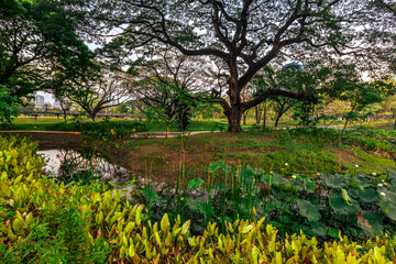 Fototapeta premium natural background of many species of plants that are laid out in the park, for the propagation of the species and to provide shade for those who stop by while traveling to study the ecology.