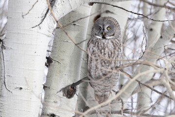 great grey owl