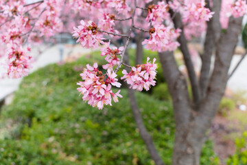 Pink cherry blossoms in bloom