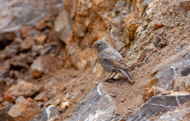 little bird watching on the ground, Alpine Accentor, Prunella collaris