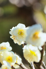 Obraz premium 3月小春日和の可愛い梅の花