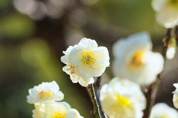 3月小春日和の可愛い梅の花
