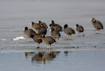 waterfowl resting in the water, Eurasian Coot, Fulica atra	