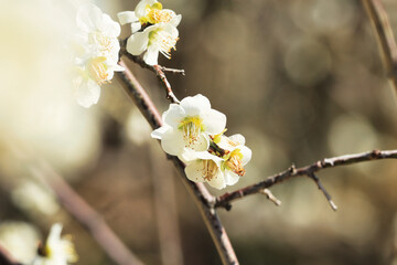 3月小春日和の可愛い梅の花