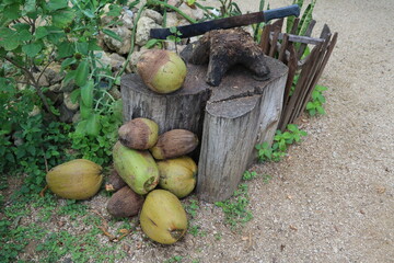 Space to open coconuts, Cuba Caribbean