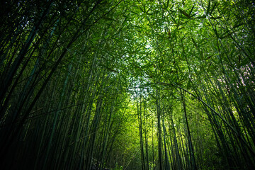 Fototapeta na wymiar Tall bamboo on a tropical, sunny day. Baguio City, Philippines