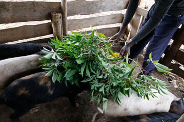 Piggery project run by Pantaleo Bigirwenkya, who received a loan of 1,000,000 UGS from Uganda...