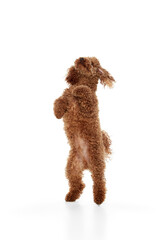 Cute red-brown poodle dog posing over white studio background. Pet looks happy, healthy and groomed. Concept of animal care, vet, fashion, ad