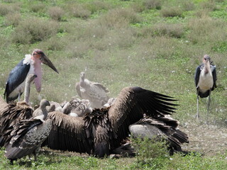 Marabou storks and vultures scavenging