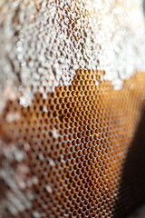 Beep ollen and nectar cells