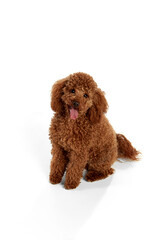 Cute red-brown poodle dog posing over white studio background. Pet looks happy, healthy and...
