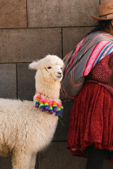Close up white alpaca standing with traditional peruvian owner. Selective focus.