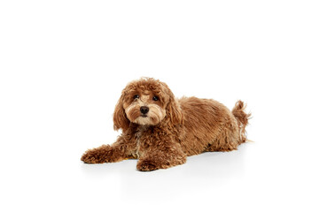 Cute red-brown poodle dog posing over white studio background. Pet looks happy, healthy and...