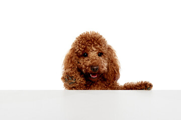 Studio shot of adorable curly red-brown poodle dog isolated over white studio background. Pet looks happy, healthy and groomed. Concept of animal care, vet, fashion, ad