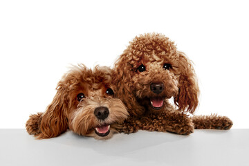 Two cute sweet red-brown poodles, liitle dogs posing isolated over white studio background. Pet...
