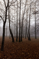 Obraz premium Trees in the park at the end of autumn in cloudy dreary weather