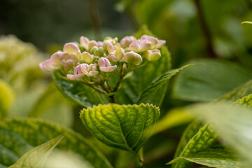 Hortensia en bouton
