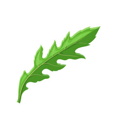 arugula salad cartoon vector illustration color sign