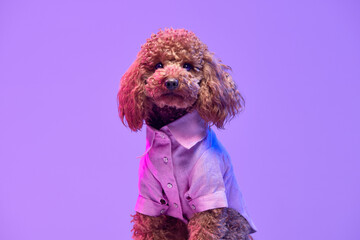 Portrait of charming brown Poodle dog wearing animal clothes posing over purple background in neon...