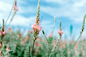 Close up selective focus of sainfoin flower in field
