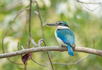 collared kingfisher is a medium-sized kingfisher.It is also known as the white-collared kingfisher or mangrove kingfisher. this photo was taken from sundarbans national park,Bangladesh.