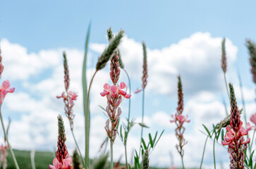 Close up selective focus of pink sainfoin flower in field