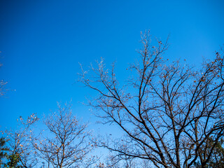imagen de un cielo azul con unos árboles secos delante 