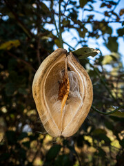 imagen de un fruto silvestre seco y abierto entre hojas y ramas