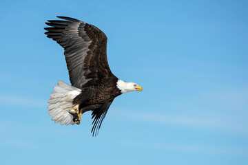 American Bald Eagle - Fish