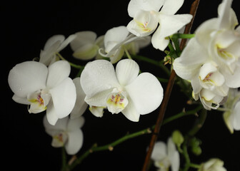 Naklejka na ściany i meble White orchid. A flower for March 8. Plant care. A snow-white flower, a wonderful plant for the home. Water drops on the petals.